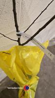 Apricot Tros Orange self fertile, bare root - 3