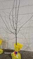Quince Champion Golden yellow fruit, bare rooted