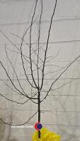 Quince Champion Golden yellow fruit, bare rooted - 2