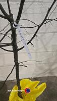 Quince Champion Golden yellow fruit, bare rooted - 3