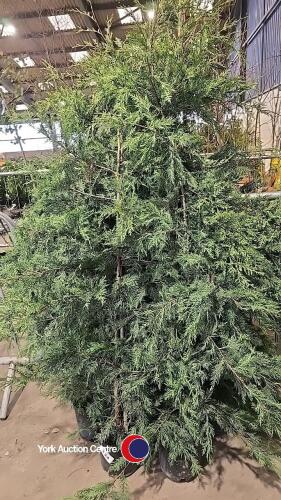 10 x Green Leylandii, approx 6ft