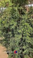10 x Green Leylandii, approx 6ft - 2