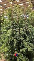 10 x Green Leylandii, approx 6ft