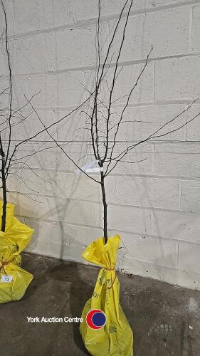Quince Champion Golden yellow fruit, bare rooted