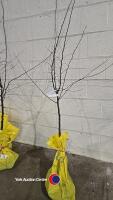 Quince Champion Golden yellow fruit, bare rooted