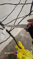 Quince Champion Golden yellow fruit, bare rooted - 3