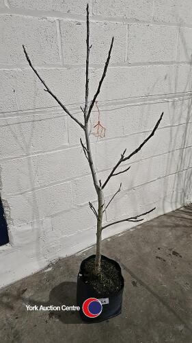 Walnut tree, container grown