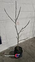 Walnut tree, container grown