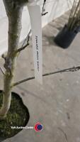 Walnut tree, container grown - 3