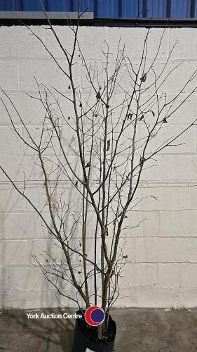 Hazlenut tree, container grown