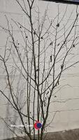 Hazlenut tree, container grown - 2
