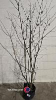 Hazlenut tree, container grown - 3