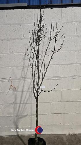 Conference Pear tree, container grown
