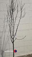 Conference Pear tree, container grown - 2