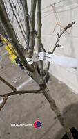 Conference Pear tree, container grown - 3