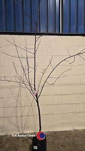 Cambridge Gage Plum tree, container grown