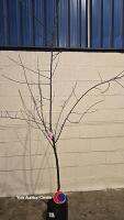 Cambridge Gage Plum tree, container grown