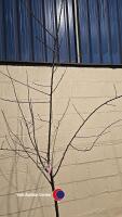 Cambridge Gage Plum tree, container grown - 2