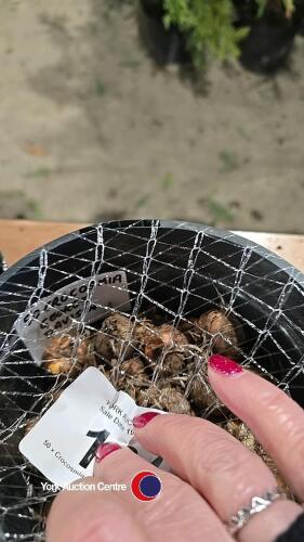50 x Crocosmia bulbs, named colours
