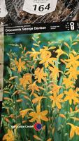 50 x Crocosmia bulbs, named colours - 2