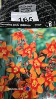 50 x Crocosmia bulbs, named colours - 2