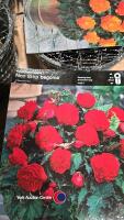 10 x Non stop begonia, named colours - 2