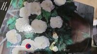 10 x Non stop begonia, named colours - 2