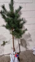 Pine Tree