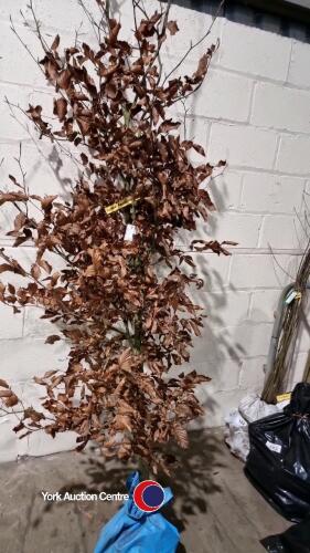 Copper Beech Tree