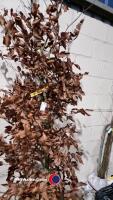 Copper Beech Tree - 2