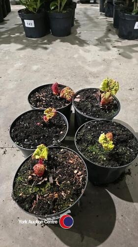 5 x Rhubarb, container grown
