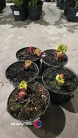 5 x Rhubarb, container grown