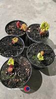 5 x Rhubarb, container grown - 2