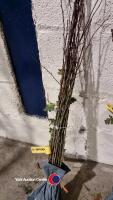 25 x Hawthorn Hedging