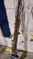 25 x Hawthorn Hedging - 2