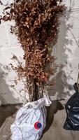 25 x Beech hedging