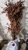 25 x Beech hedging - 2
