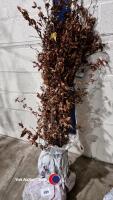 25 x Beech hedging
