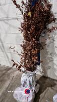 25 x Beech hedging - 2