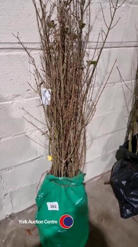 25 x Privet