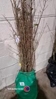 25 x Privet - 2
