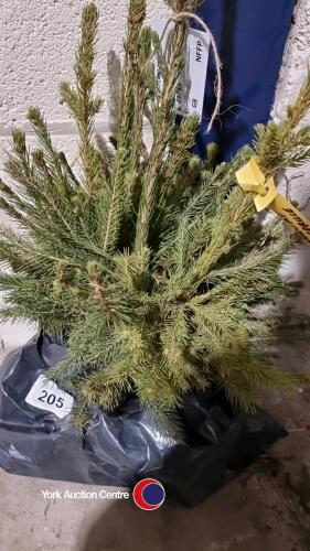 25 x Norway Spruce