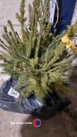 25 x Norway Spruce - 2
