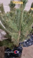 10 x Scots Pine