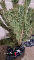 10 x Scots Pine - 2