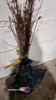 50 x Hawthorn hedging