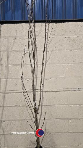 Prunus Amanogawa Flagpole Cherry, container grown