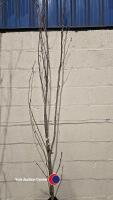 Prunus Amanogawa Flagpole Cherry, container grown