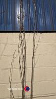 Prunus Amanogawa Flagpole Cherry, container grown - 2