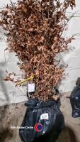 20 x Beech hedging